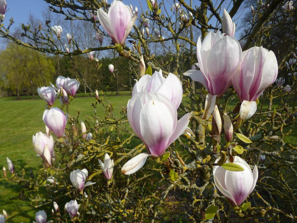 Cedre Et Charme Bed & Breakfast Saint-Branchs Bagian luar foto